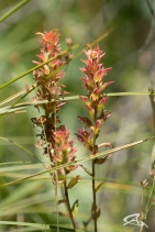 Castilleja miniata ssp. elata