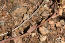 Castilleja miniata ssp. elata