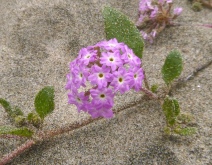 Abronia umbellata