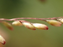 Sporobolus airoides