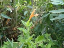 Clinopodium mimuloides