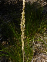 Calamagrostis rubescens