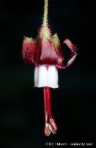 Ribes sericeum