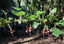 Ribes sericeum