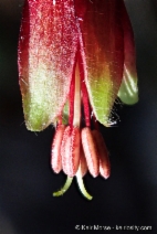 Ribes sericeum