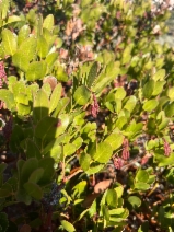 Arctostaphylos insularis