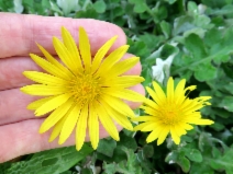 Arctotheca prostrata