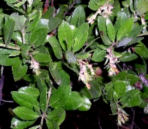 Arctostaphylos crustacea ssp. insulicola