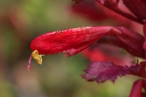 Pedicularis densiflora