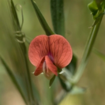 Lathyrus cicera