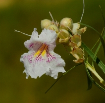 Chilopsis linearis