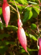 Fuchsia magellanica