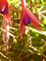 Fuchsia magellanica