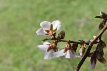 Prunus dulcis