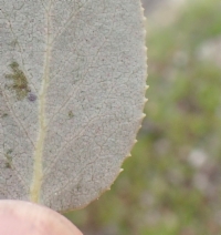 Arctostaphylos viscida ssp. mariposa