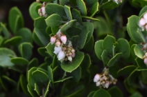 Arctostaphylos montana