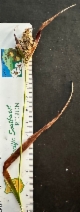 Luzula subsessilis