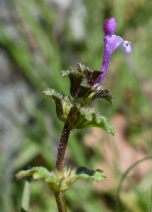 Lamium amplexicaule