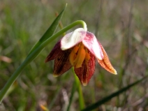 Fritillaria biflora var. ineziana