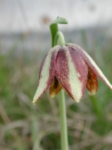 Fritillaria biflora var. ineziana