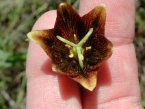 Fritillaria biflora var. ineziana