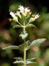 Origanum vulgare ssp. hirtum