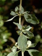 Origanum vulgare ssp. hirtum