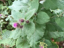 Arctium minus