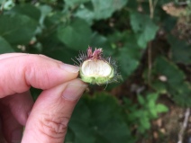 Arctium minus