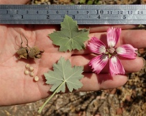 Malva assurgentiflora