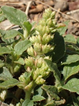 Amaranthus deflexus