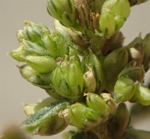 Amaranthus deflexus