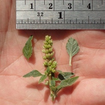 Amaranthus deflexus