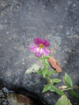 Erythranthe lewisii