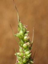 Echinochloa colona