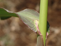 Echinochloa colona