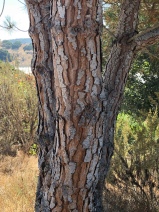 Pinus pinea