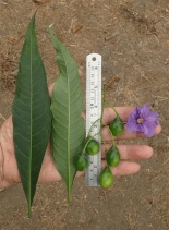 Solanum aviculare