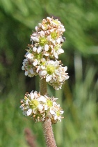 Saxifraga oregana