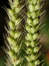 Setaria parviflora