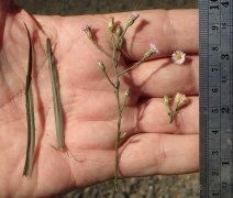 Symphyotrichum subulatum