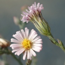 Symphyotrichum subulatum