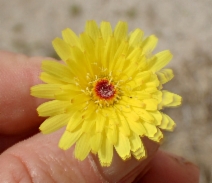 Malacothrix californica
