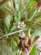 Claytonia parviflora ssp. viridis