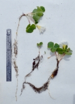 Oxalis purpurea