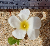 Oxalis purpurea