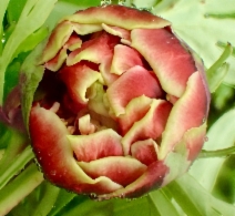 Paeonia californica
