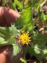 Centaurea benedicta