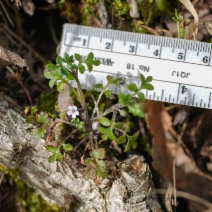Nemophila pedunculata