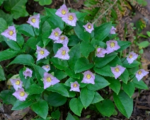 Pseudotrillium rivale
